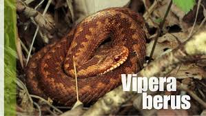 Attēlu rezultāti vaicājumam “Vipera berus”