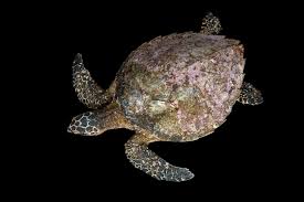 Image result for Eretmochelys imbricata
