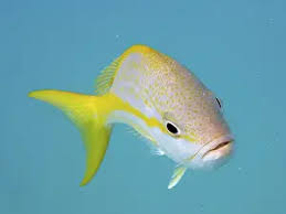 Image result for Ocyurus chrysurus