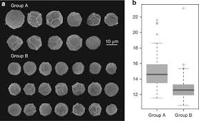 Attēlu rezultāti vaicājumam “Badhamia melanospora spores”