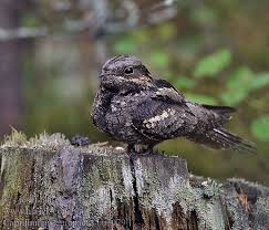 Attēlu rezultāti vaicājumam “Caprimulgus europaeus”