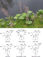 Image result for Petasites officinalis
