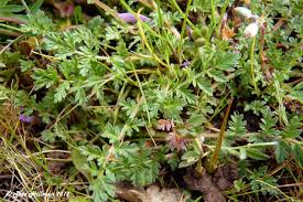 Attēlu rezultāti vaicājumam “Erodium cicutarium leaf”