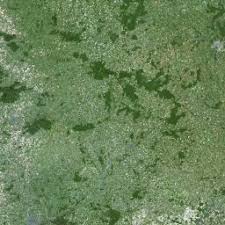 Attēlu rezultāti vaicājumam “Geocrypta galii”