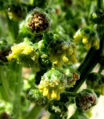 Image result for Artemisia absinthium