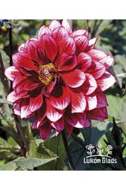 Image result for Dahlia Darkarin`