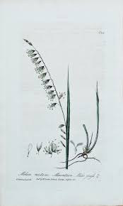 Attēlu rezultāti vaicājumam “Melica nutans leaf”