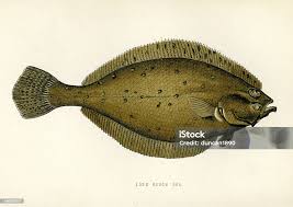 Image result for Pleuronectes platessa