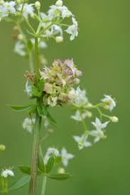 Attēlu rezultāti vaicājumam “Geocrypta galii”