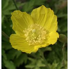 Image result for Scheinmohn