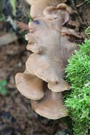 Attēlu rezultāti vaicājumam “Lentinellus ursinus”