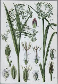 Attēlu rezultāti vaicājumam “Scirpus sylvaticus flower”