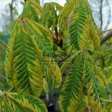 Attēlu rezultāti vaicājumam “Aesculus x hybrida leaf”