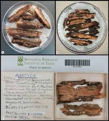 Attēlu rezultāti vaicājumam “Licea minima sessile”