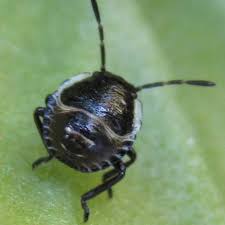 Attēlu rezultāti vaicājumam “Palomena prasina nymph”