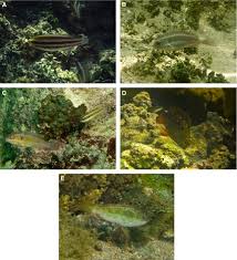 Image result for Scarus zelindae