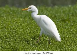 Attēlu rezultāti vaicājumam “Bubulcus ibis”