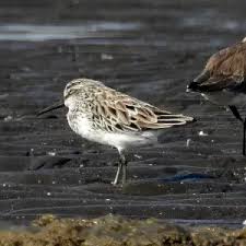 Attēlu rezultāti vaicājumam “Calidris falcinellus adult”