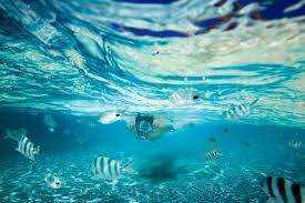 Image result for Belfairs Dolphins Snorkelling Club