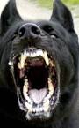 Report reveals dog attack hotspots - ABC Central Coast NSW ...