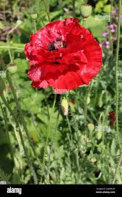Image result for Papaver rhoeas 'Shirley'