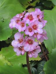 Image result for Bergenie