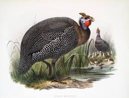 Attēlu rezultāti vaicājumam “Numida meleagris”