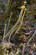Attēlu rezultāti vaicājumam “Pellia epiphylla sporophyte”