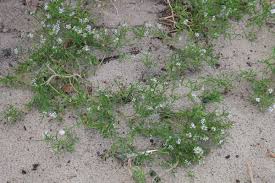 Attēlu rezultāti vaicājumam “Cakile maritima subsp. baltica leaf”