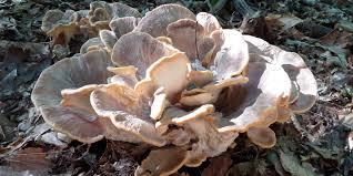 Attēlu rezultāti vaicājumam “Polypores”