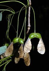 Attēlu rezultāti vaicājumam “Acer rufinerve fruit”