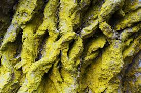 Attēlu rezultāti vaicājumam “Chrysothrix candelaris”