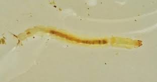 Attēlu rezultāti vaicājumam “Chironomidae larvae”