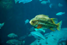 Image result for Cyclopterus lumpus