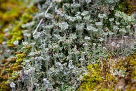 Attēlu rezultāti vaicājumam “Cladonia pyxidata”