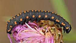 Attēlu rezultāti vaicājumam “Cucullia lucifuga larva”