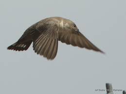 Image result for Ptyonoprogne rupestris