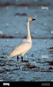 Attēlu rezultāti vaicājumam “Cygnus columbianus”