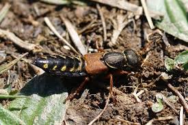 Attēlu rezultāti vaicājumam “Staphylinus erythropterus”