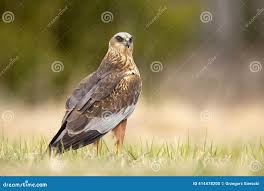 Attēlu rezultāti vaicājumam “Circus aeruginosus adult”