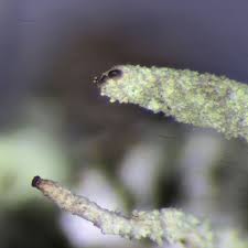 Attēlu rezultāti vaicājumam “Cladonia coniocraea”