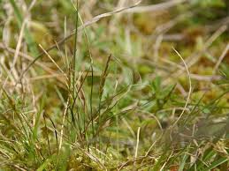 Attēlu rezultāti vaicājumam “Carex pulicaris”