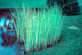 Attēlu rezultāti vaicājumam “Schoenoplectus lacustris subsp. lacustris”