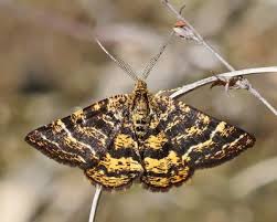 Attēlu rezultāti vaicājumam “Eulithis sp.”