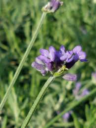 Attēlu rezultāti vaicājumam “Lavandula angustifolia flower”