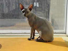 Attēlu rezultāti vaicājumam “Felis silvestris catus juvenile”