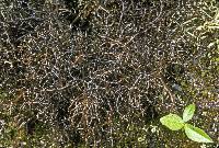 Attēlu rezultāti vaicājumam “Cetraria ericetorum”