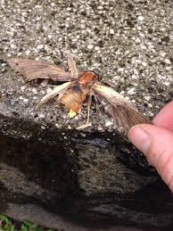 Attēlu rezultāti vaicājumam “Sphingidae”