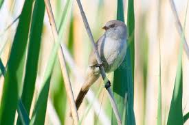 Attēlu rezultāti vaicājumam “Panurus biarmicus female”