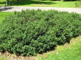 Attēlu rezultāti vaicājumam “Myrica gale”